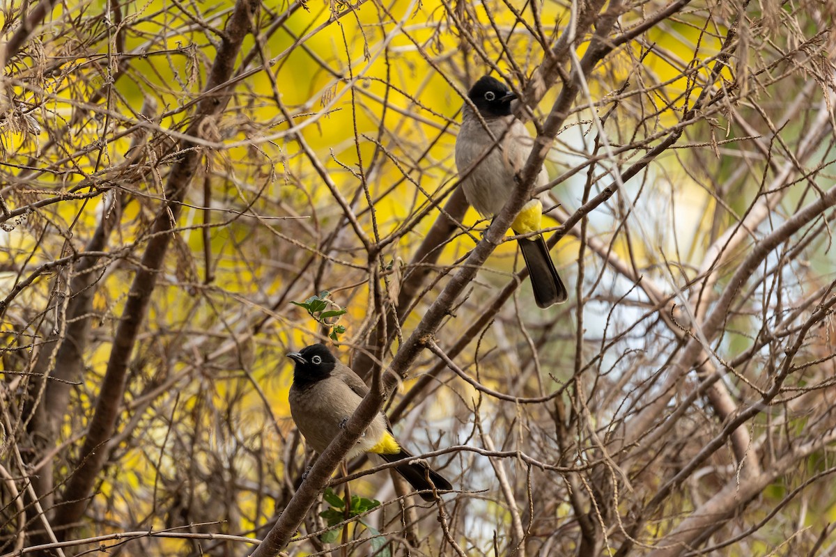 Gelbsteißbülbül - ML645995891