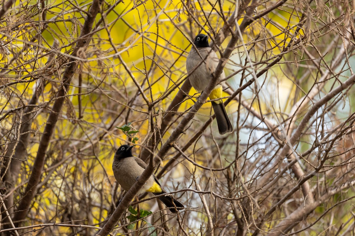 Gelbsteißbülbül - ML645995892