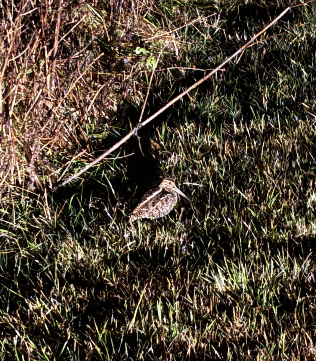 Wilson's Snipe - ML645995893