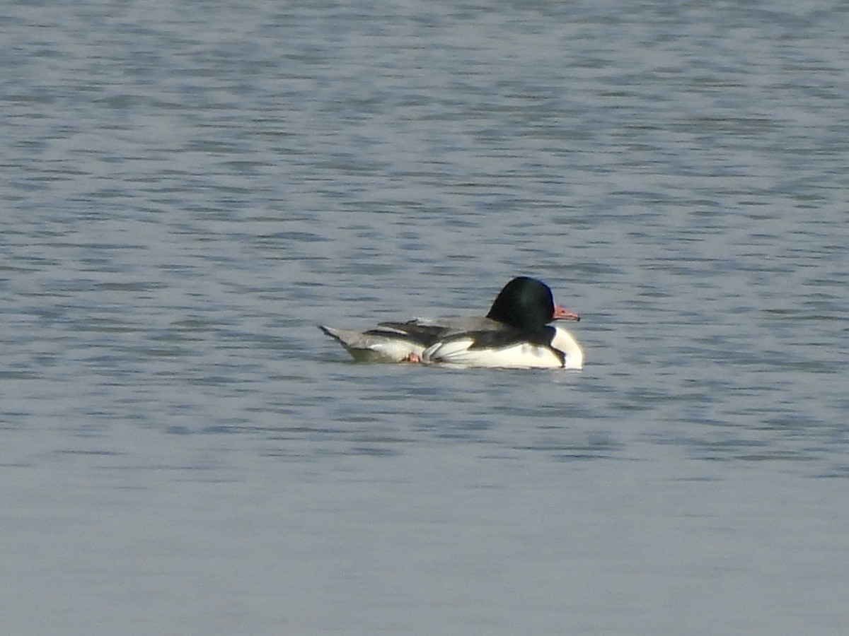 Common Merganser - ML645995897