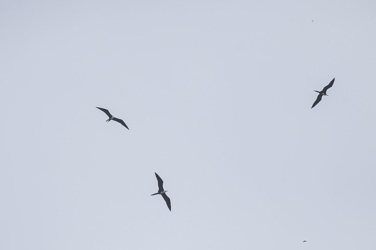 Magnificent Frigatebird - ML645995899