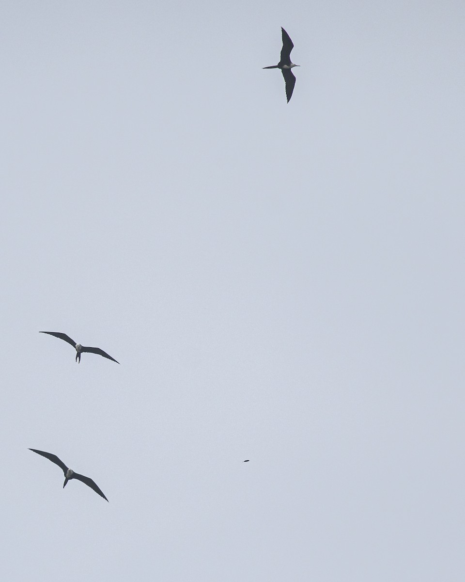 Magnificent Frigatebird - ML645995900