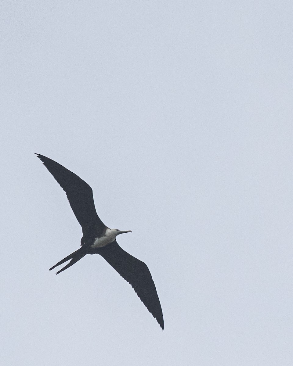 Magnificent Frigatebird - ML645995916