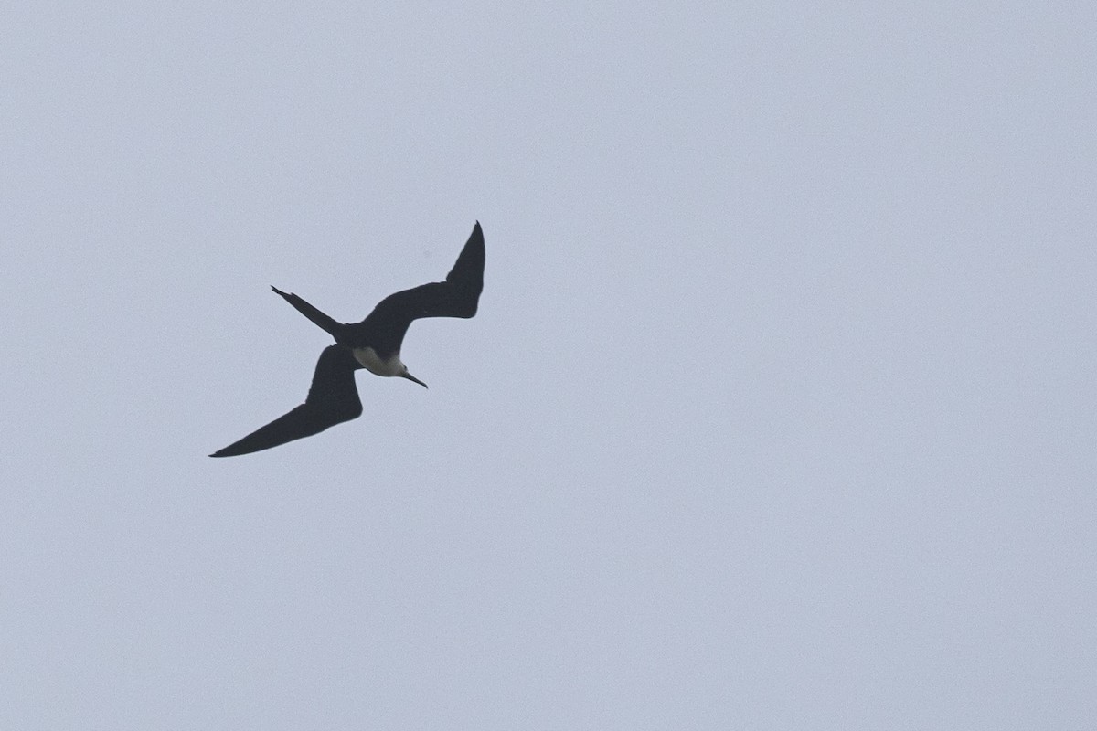 Magnificent Frigatebird - ML645995917