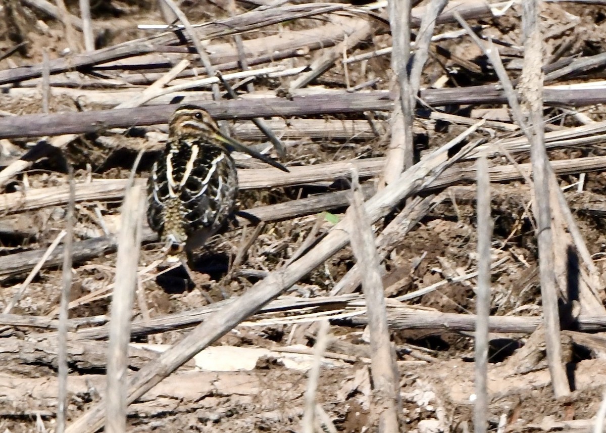 Wilson's Snipe - ML645995918