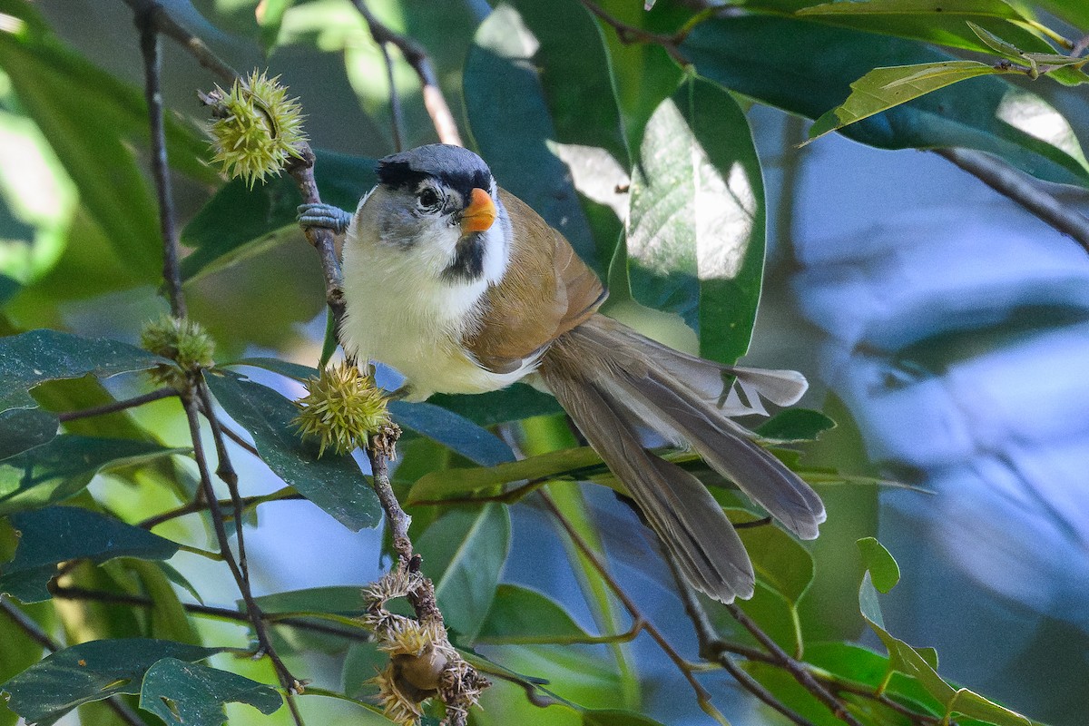 Gray-headed Parrotbill - ML645995919