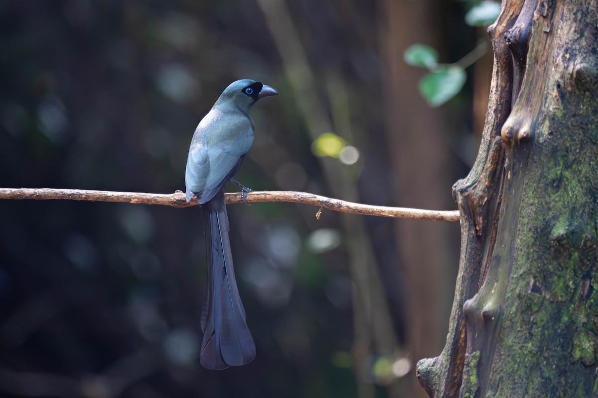 Racket-tailed Treepie - ML645995921