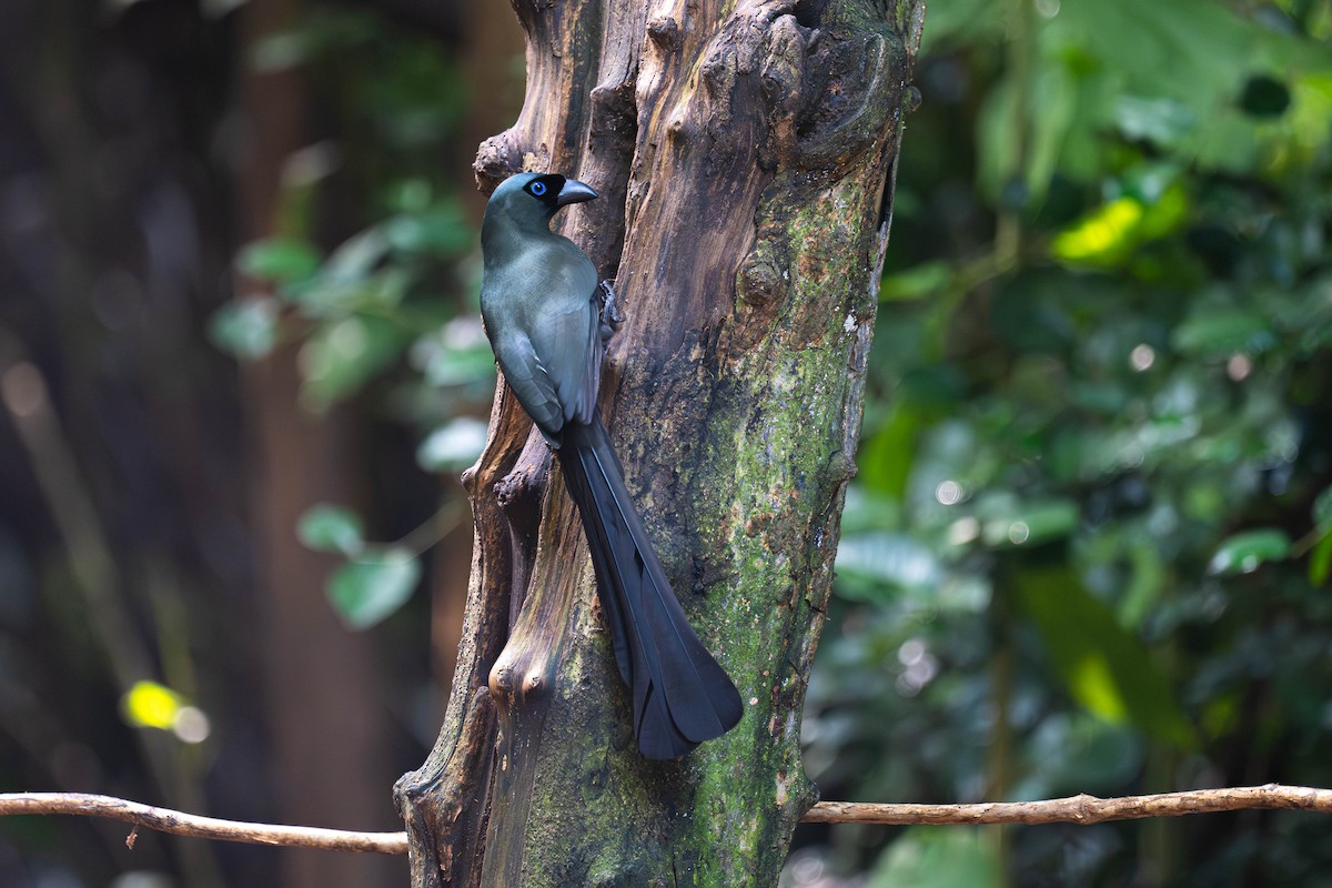 Racket-tailed Treepie - ML645995923