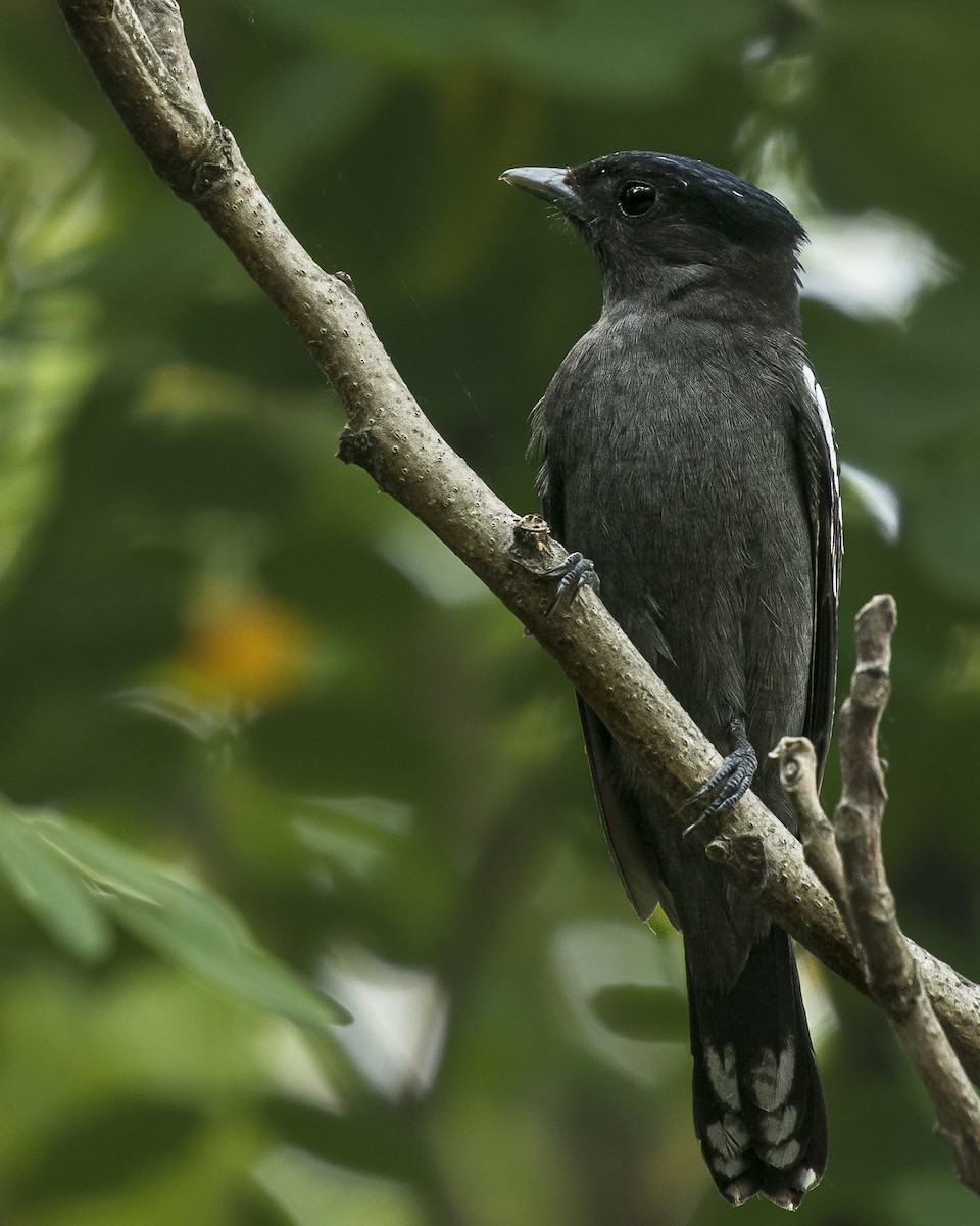 White-winged Becard - ML645995926