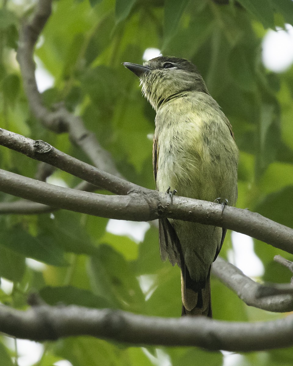 White-winged Becard - ML645995927