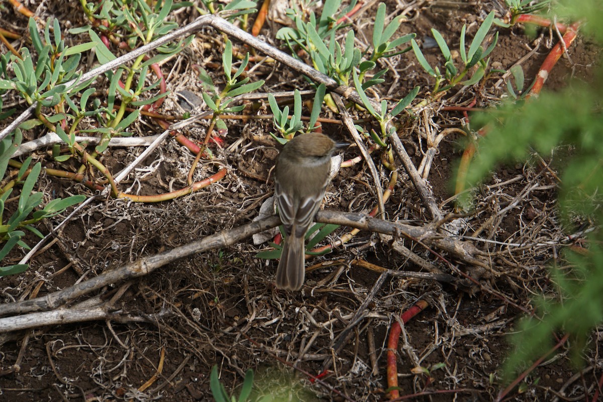 Галапагосский миарх - ML645995928