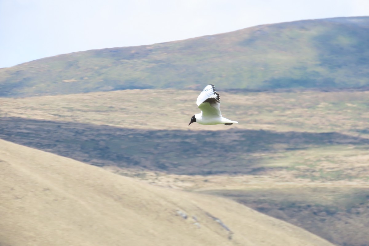 Andean Gull - ML645995932