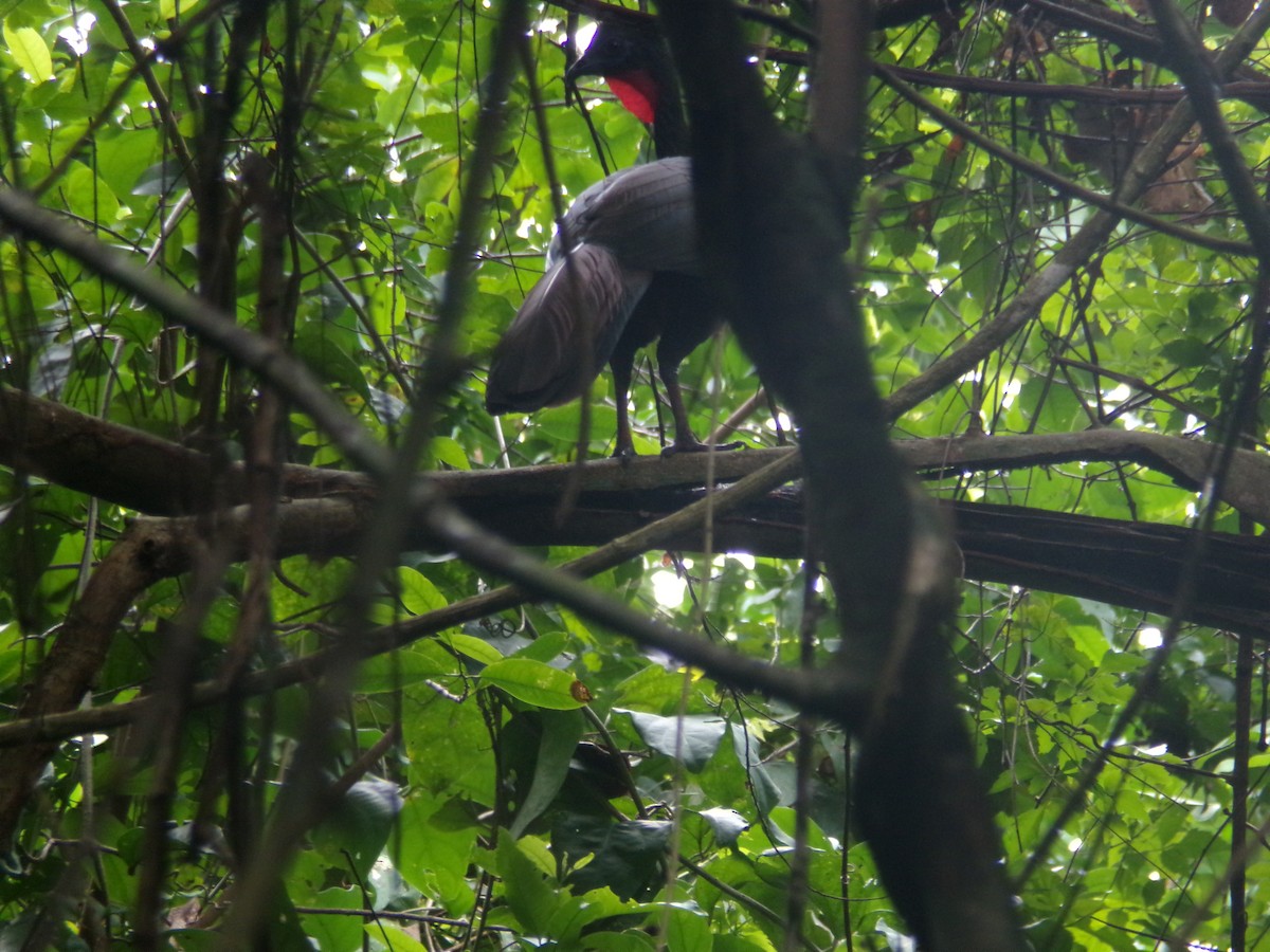 Crested Guan - ML645995937