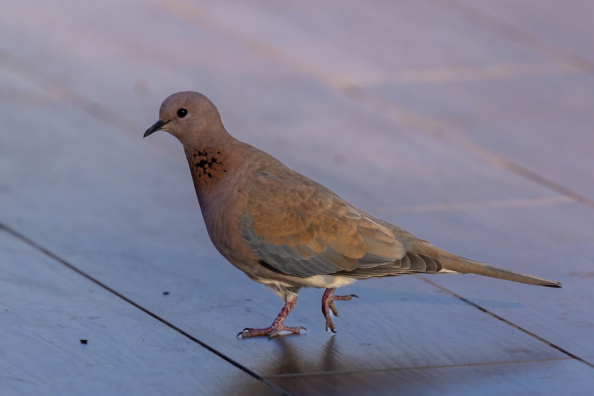 Laughing Dove - ML645995938