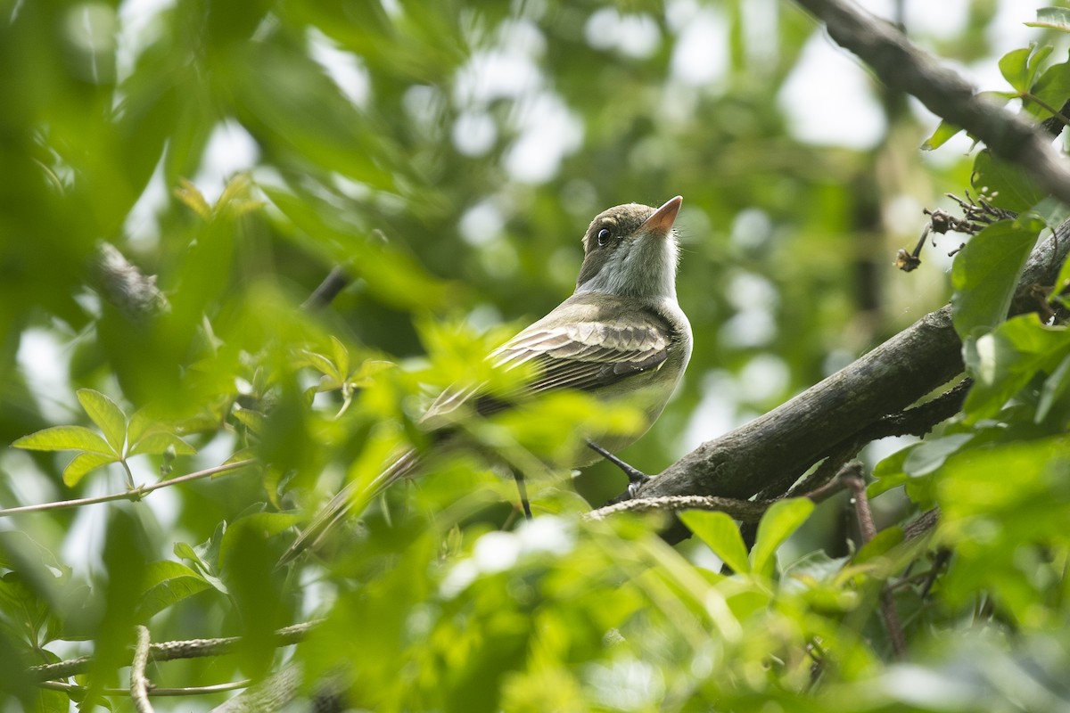Swainson's Flycatcher - ML645995945