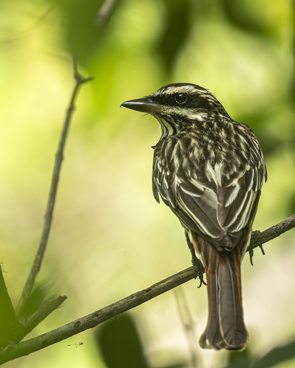 Streaked Flycatcher - ML645995952