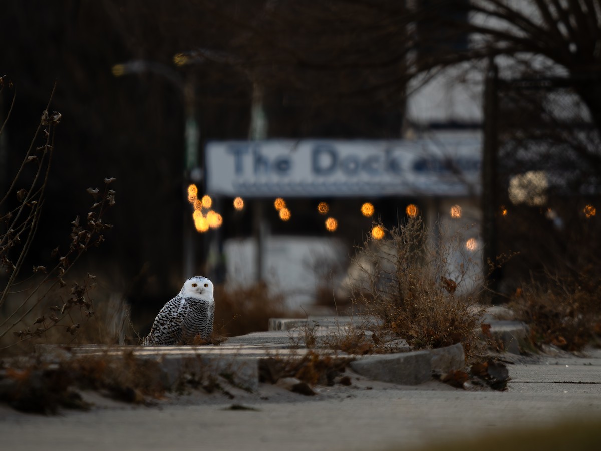 Snowy Owl - ML645995956
