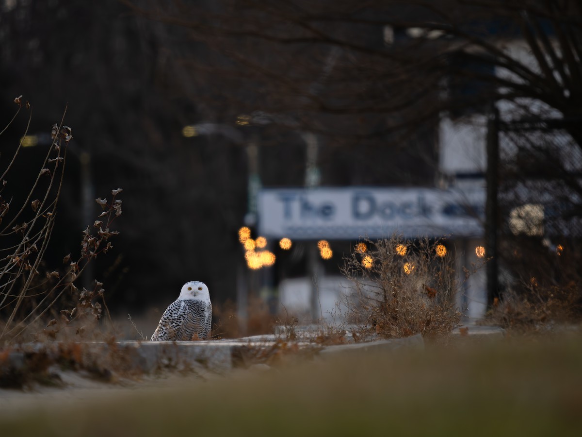 Snowy Owl - ML645995960