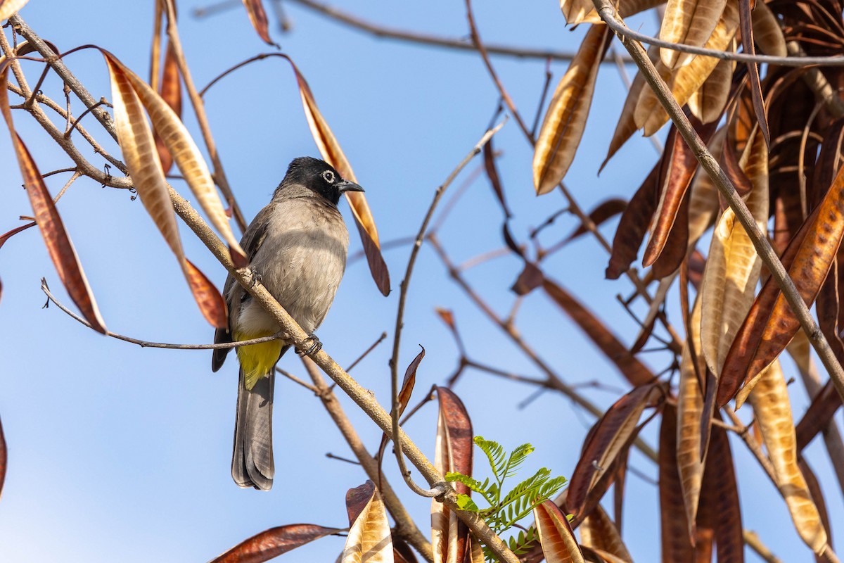 Gelbsteißbülbül - ML645995969