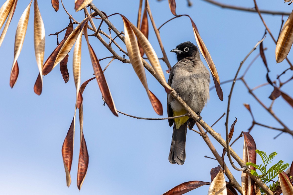 Gelbsteißbülbül - ML645995971