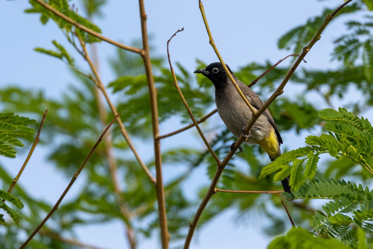 Gelbsteißbülbül - ML645995972