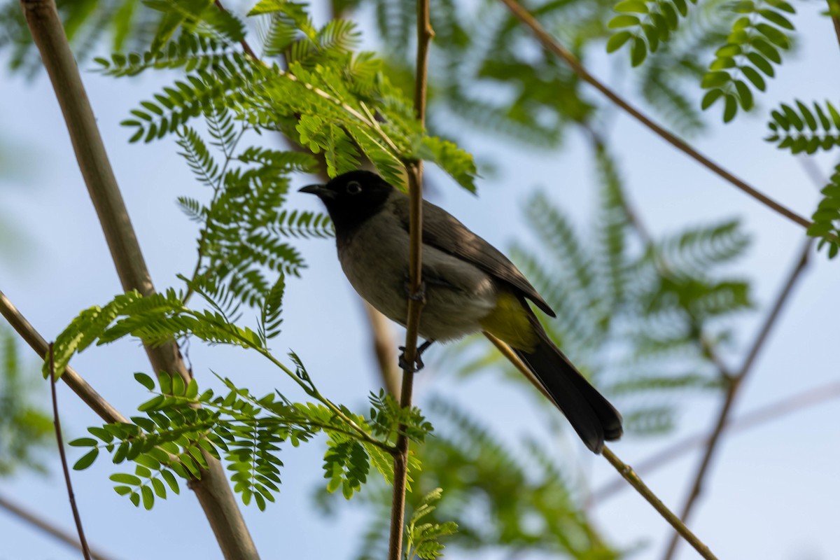 Gelbsteißbülbül - ML645995973