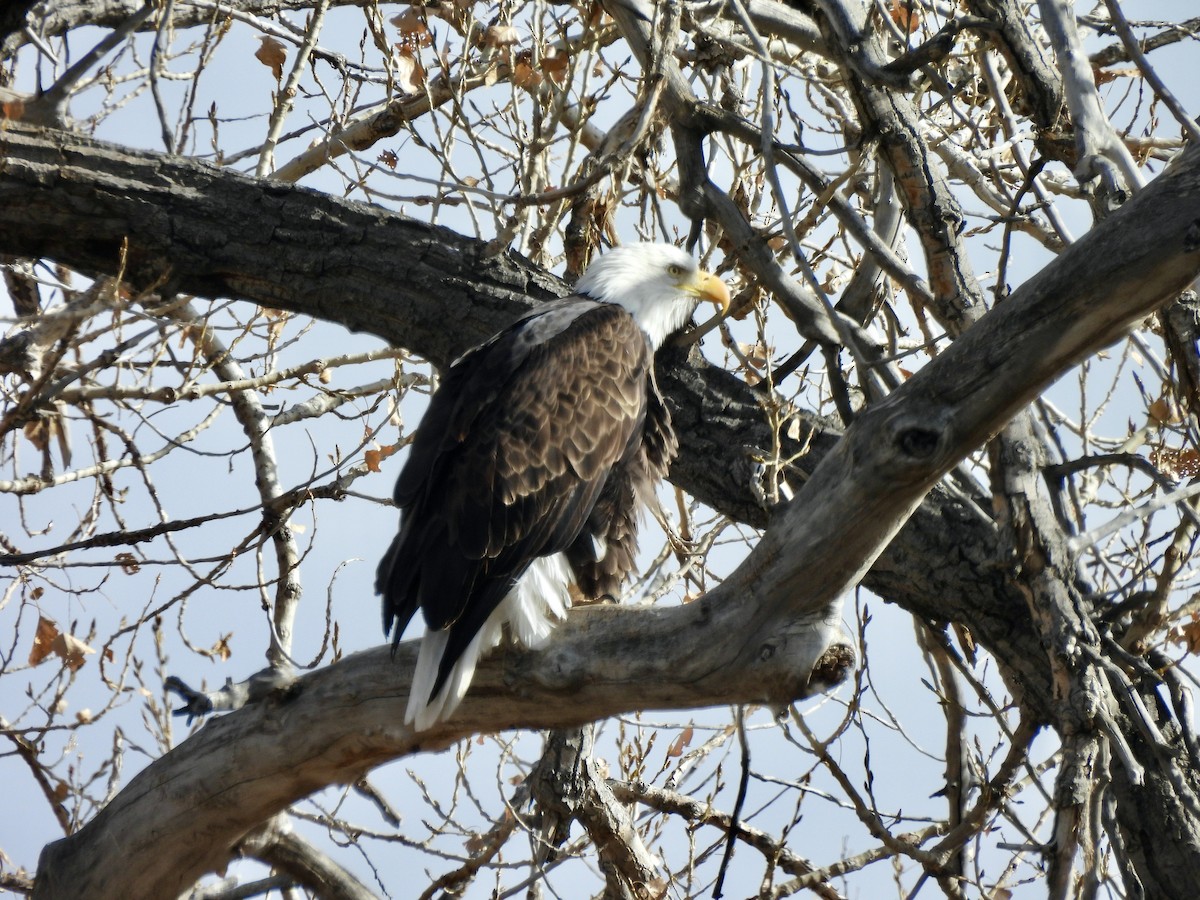 Bald Eagle - ML645995974