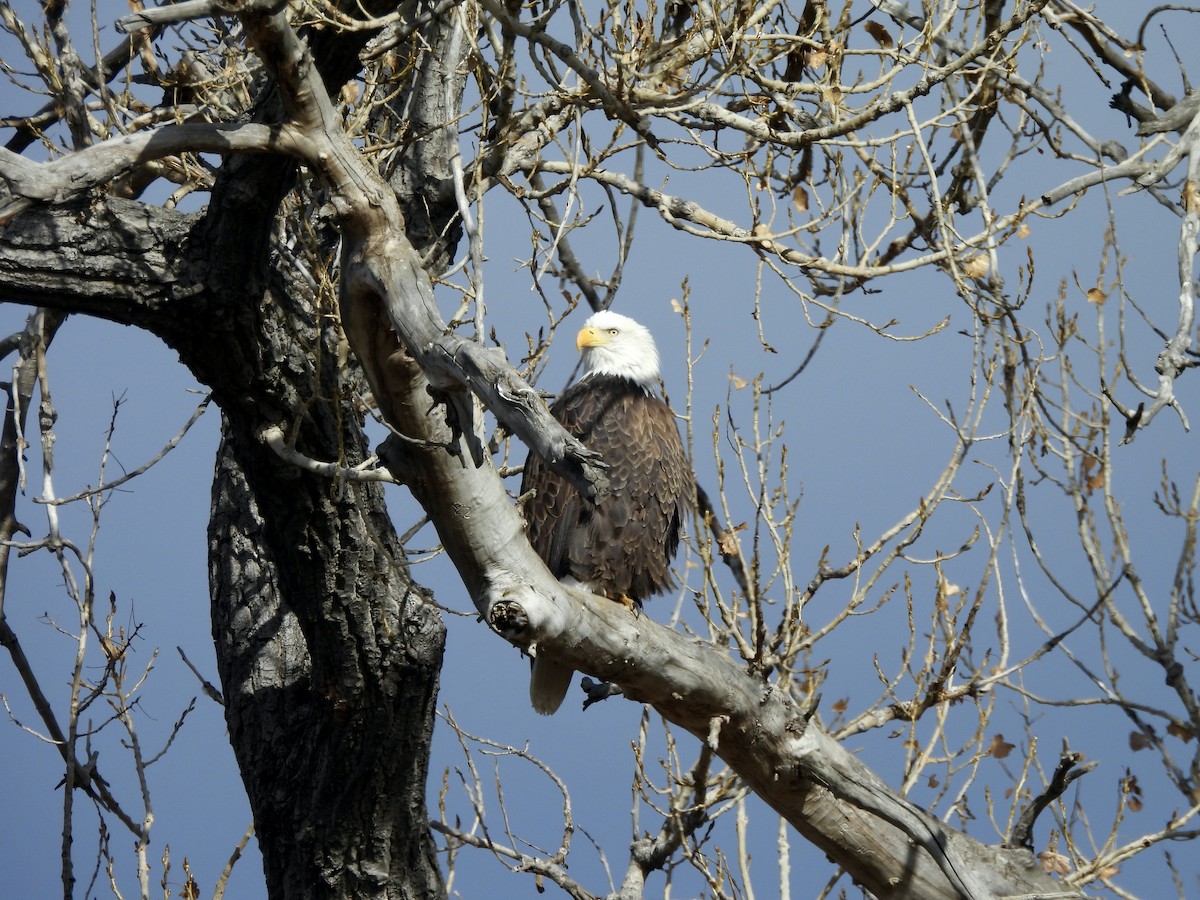 Bald Eagle - ML645995975