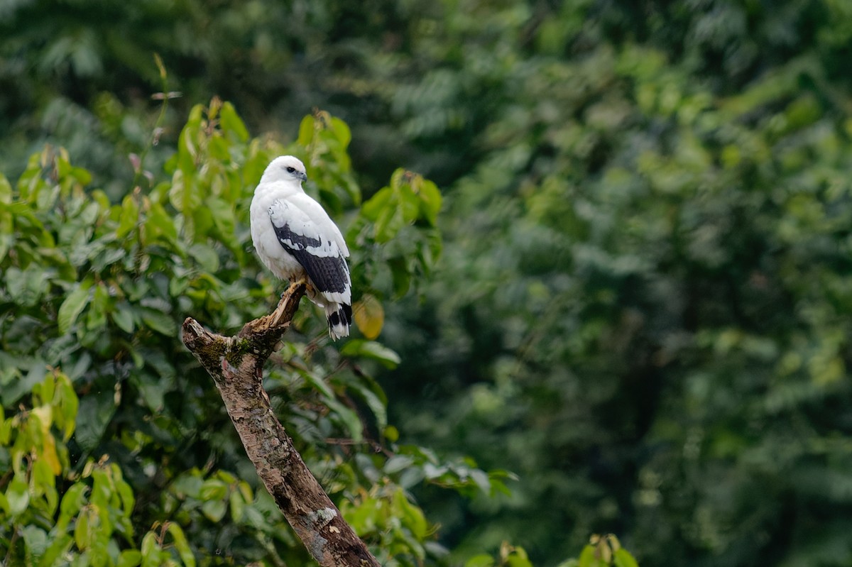 White Hawk - ML645995976