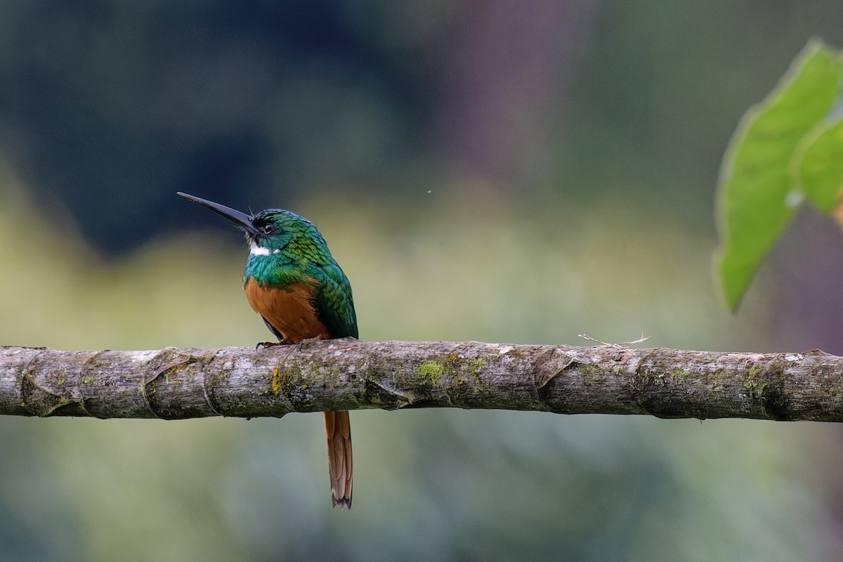 Rufous-tailed Jacamar - ML645995982