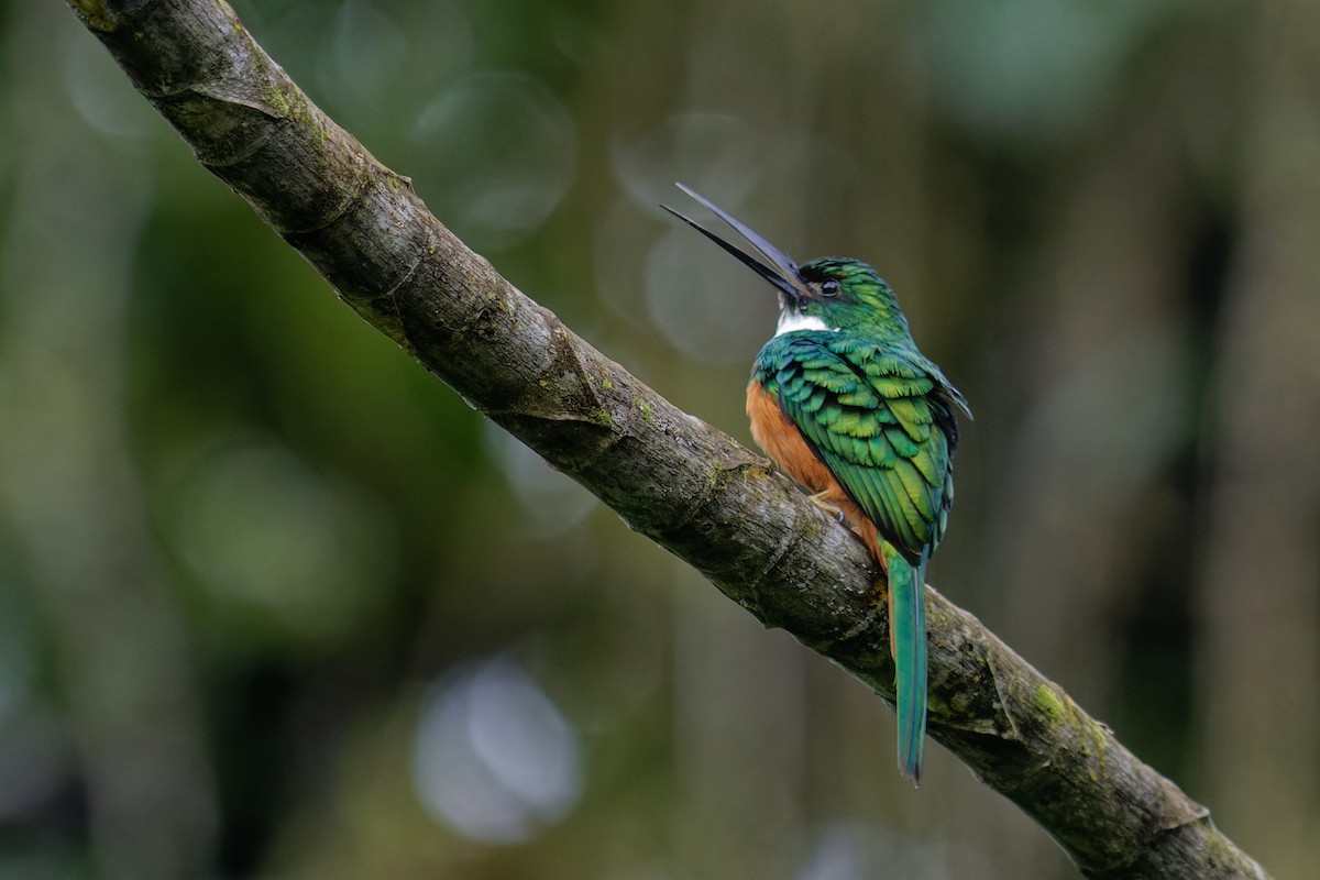 Rufous-tailed Jacamar - ML645995983