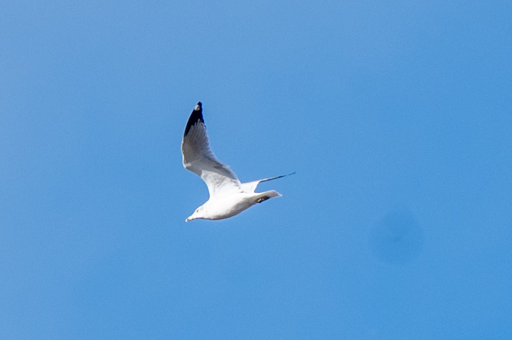 Ring-billed Gull - ML645995985