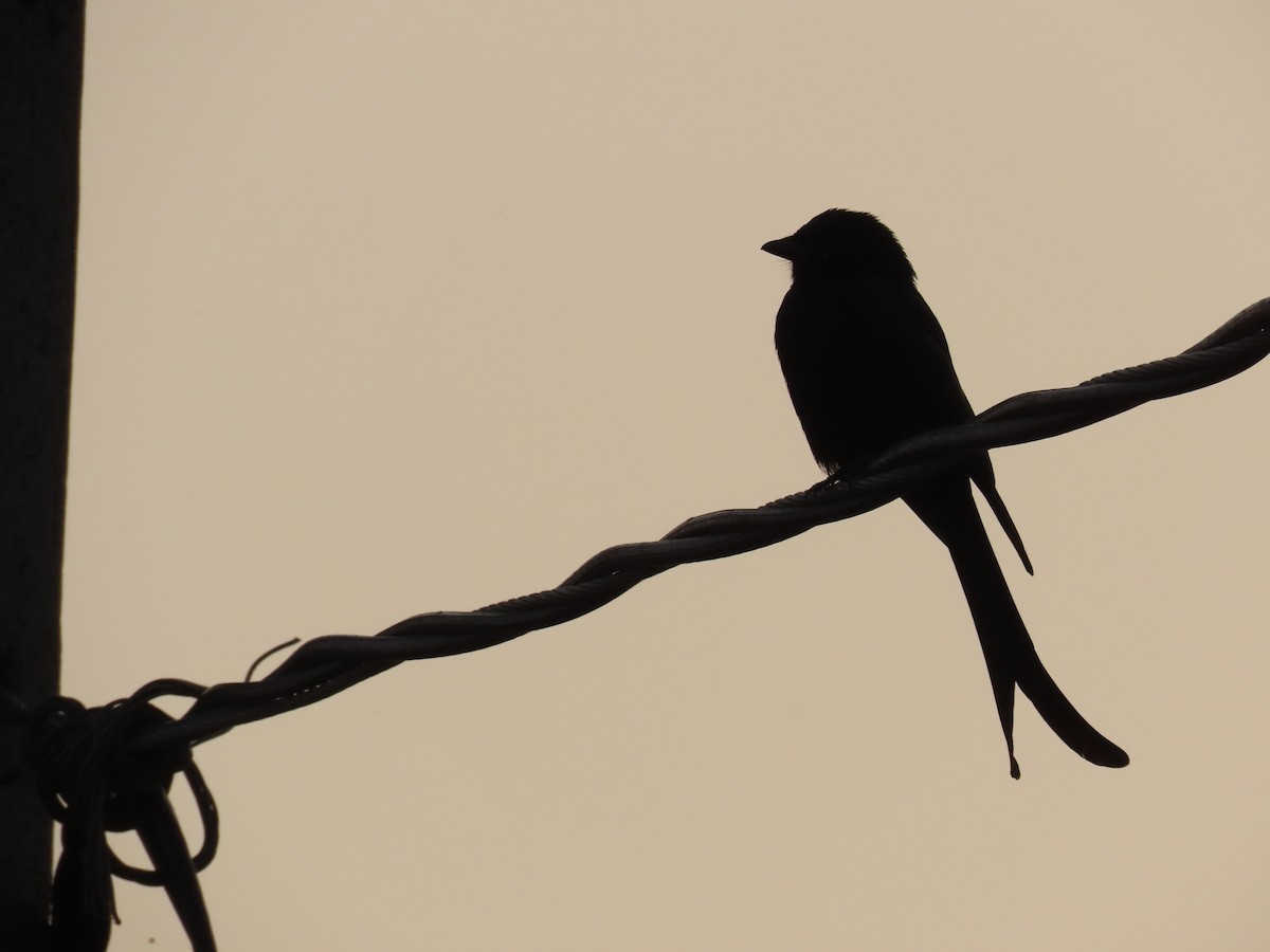 Black Drongo - ML645995986