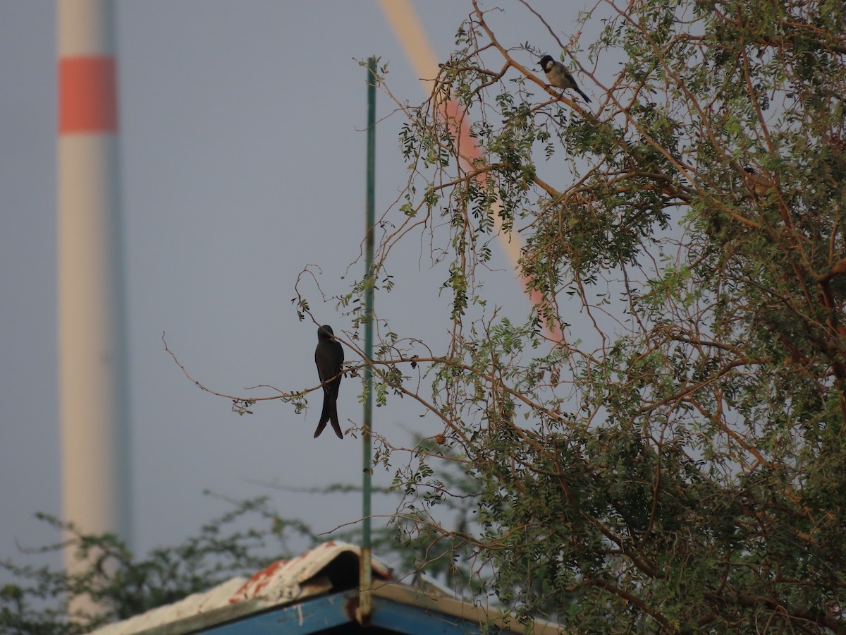 Drongo royal - ML645995987