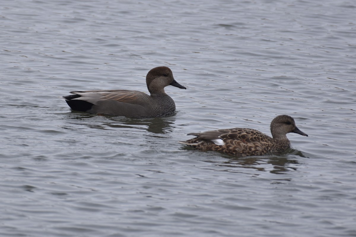 Gadwall - ML645995990