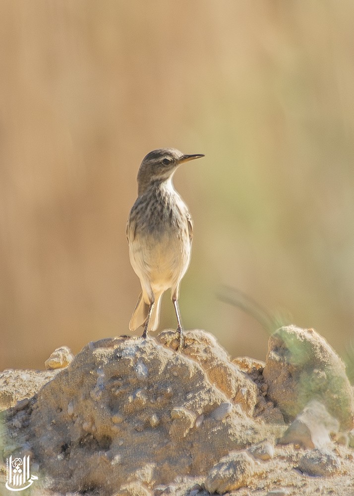 linduška dlouhozobá - ML645995992