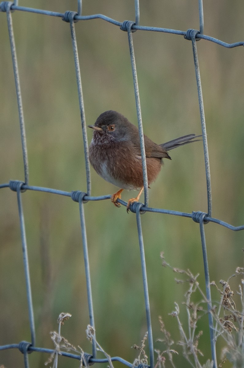 Magnanina comune - ML645995993