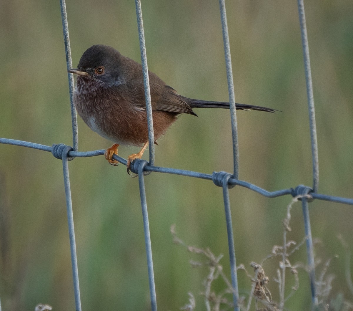 Magnanina comune - ML645995994