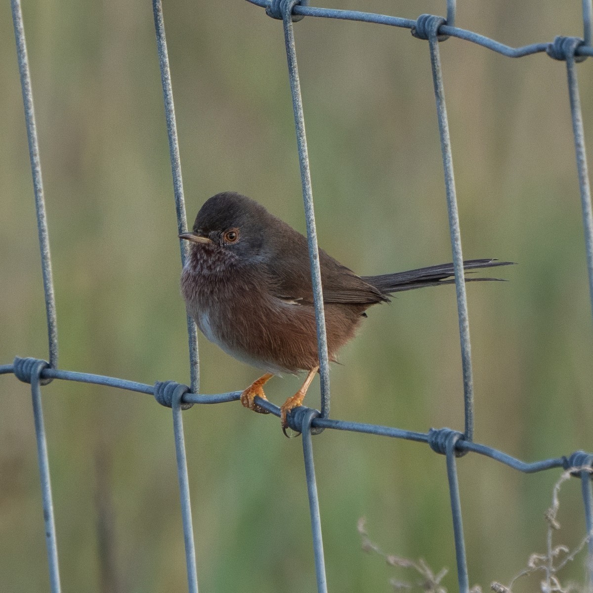 Fauvette pitchou - ML645995995