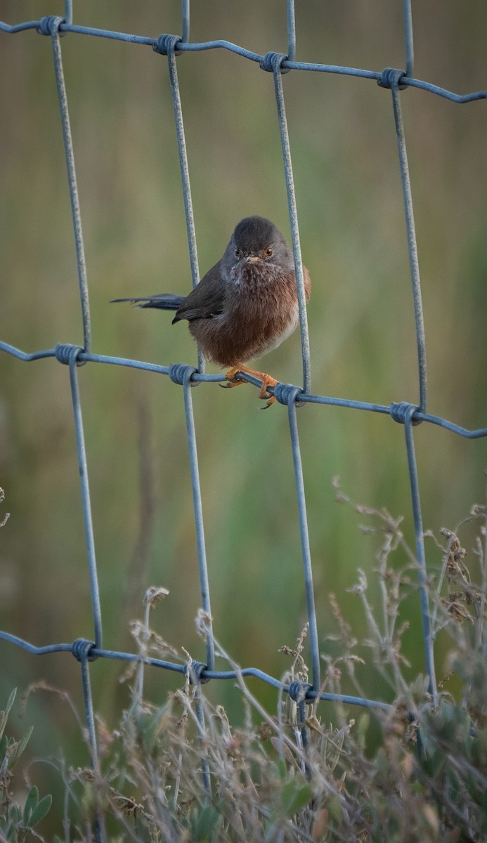 Magnanina comune - ML645995996