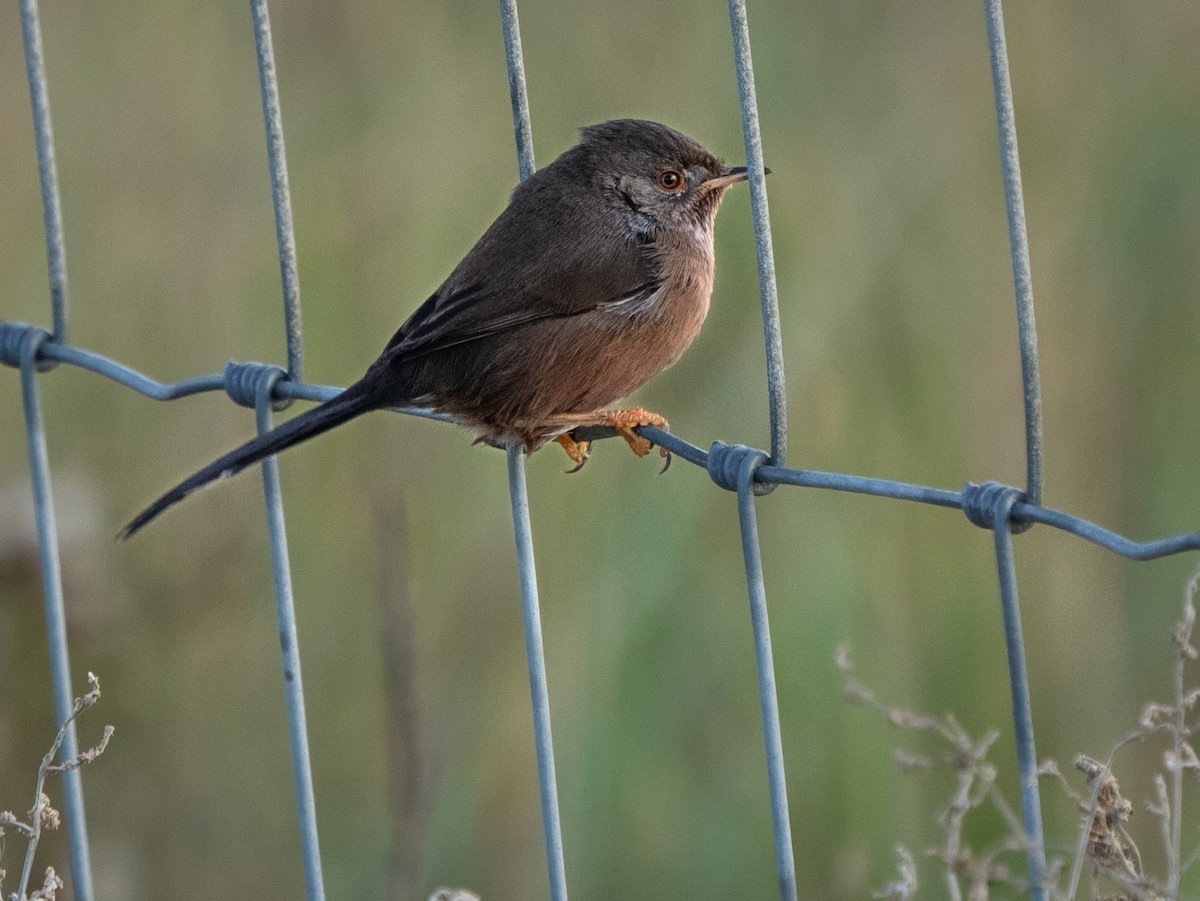 Magnanina comune - ML645995997