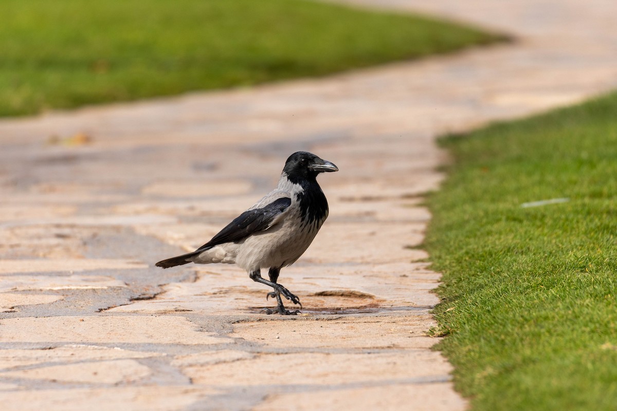 Hooded Crow - ML645995998