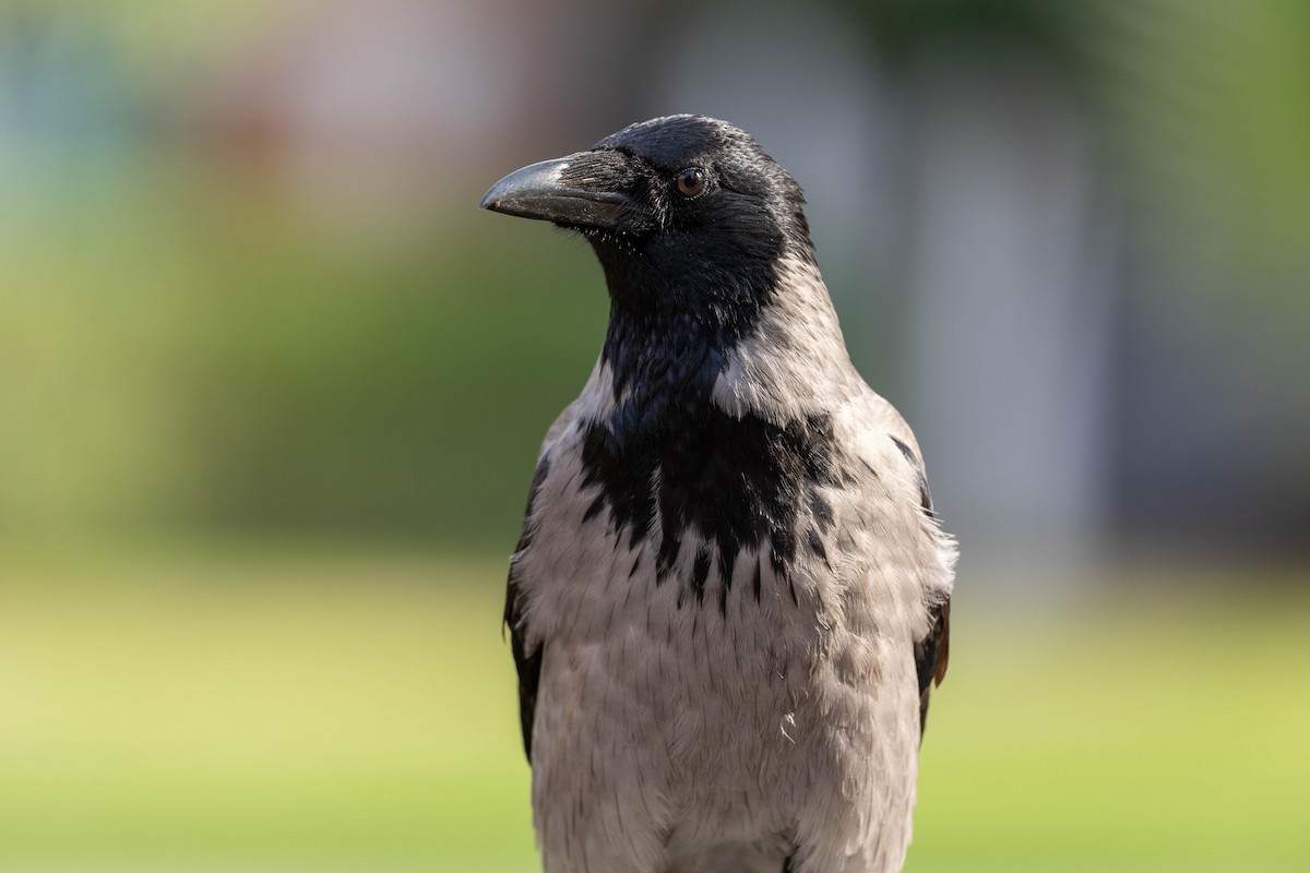 Hooded Crow - ML645995999