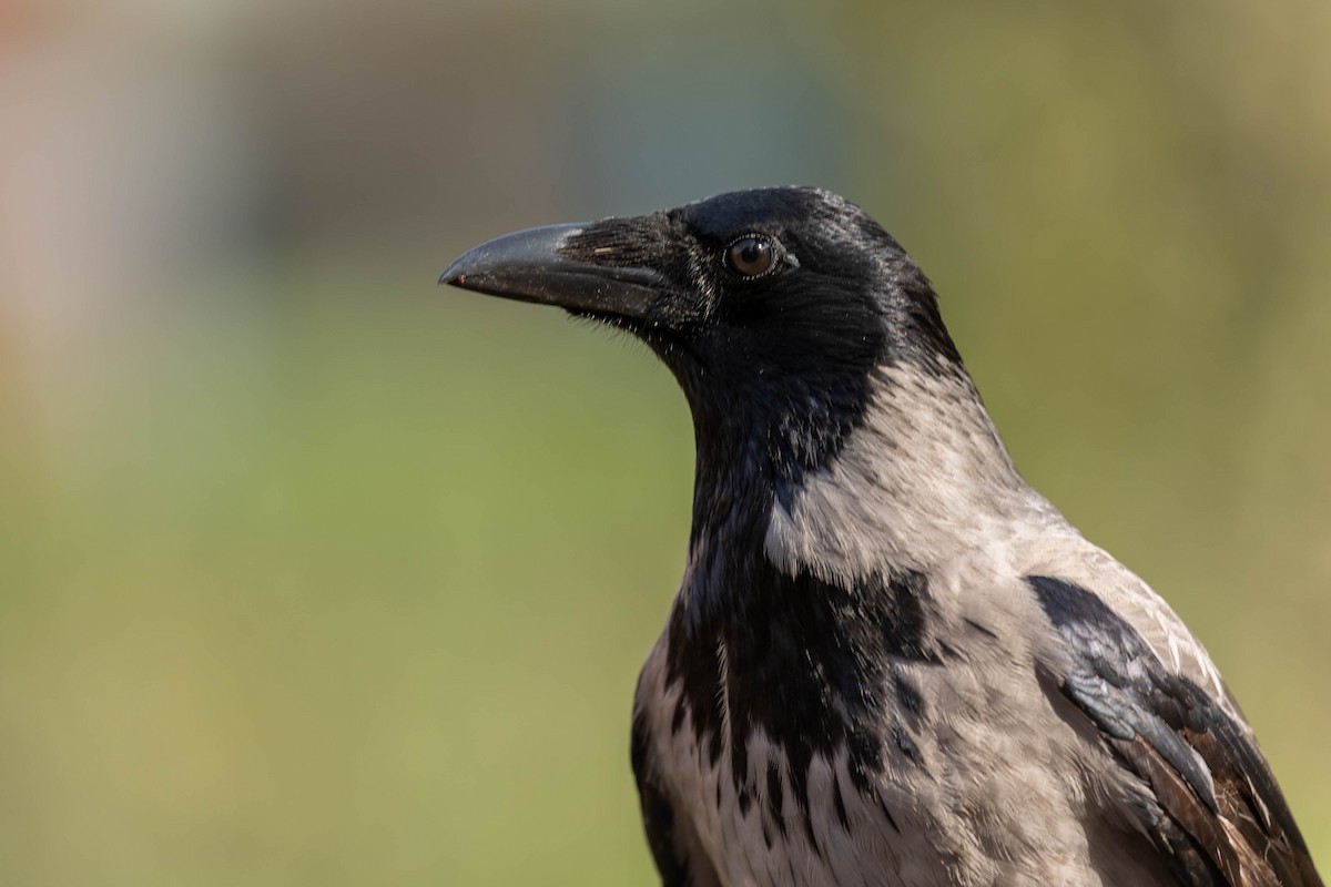 Hooded Crow - ML645996000