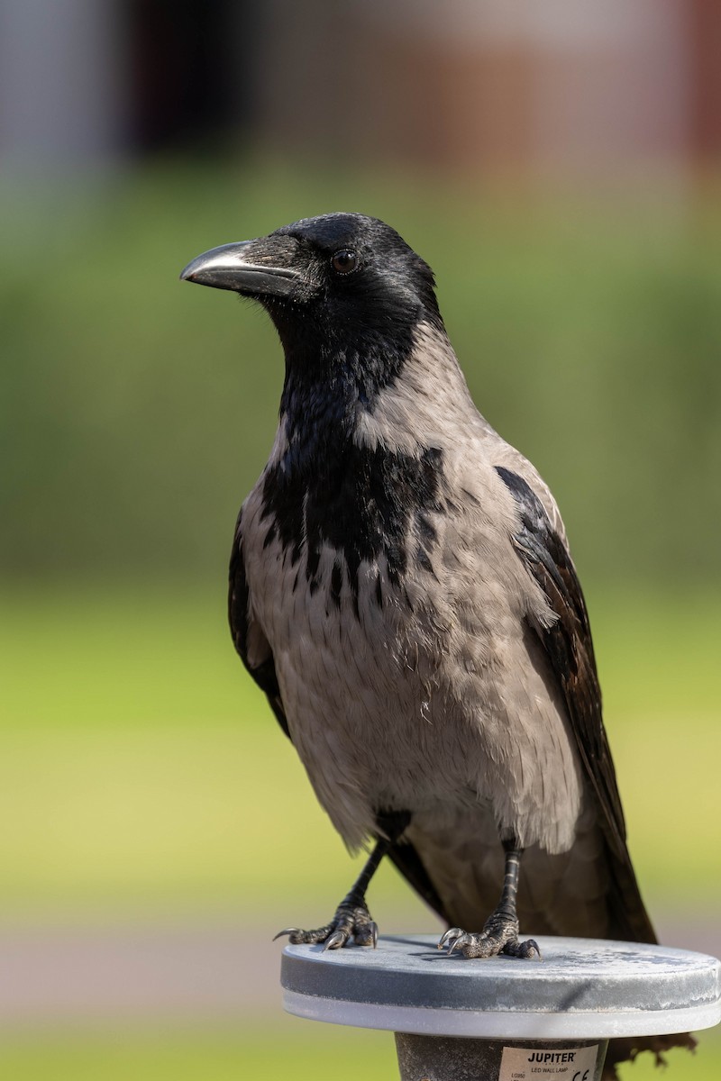 Hooded Crow - ML645996001