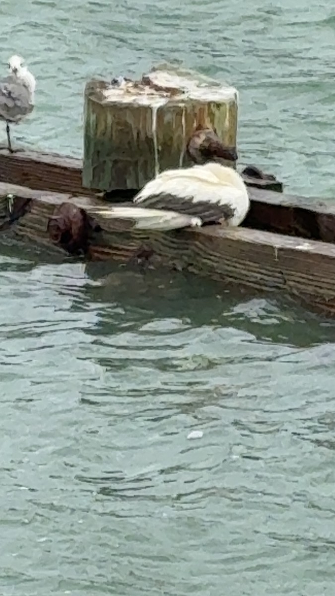 Red-footed Booby - ML645996002