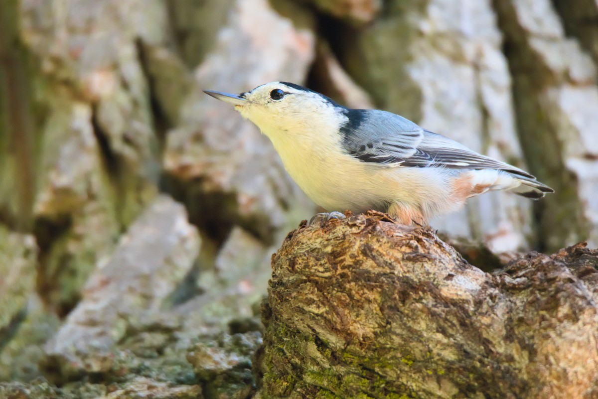 Sittelle à poitrine blanche - ML645996005