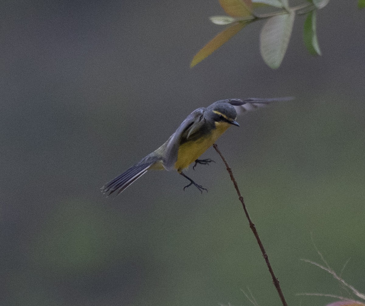 Moucherolle à sourcils jaunes - ML645996010