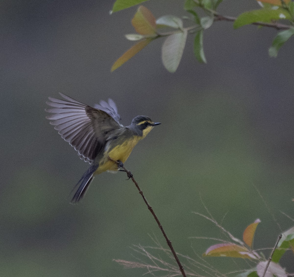 Moucherolle à sourcils jaunes - ML645996011