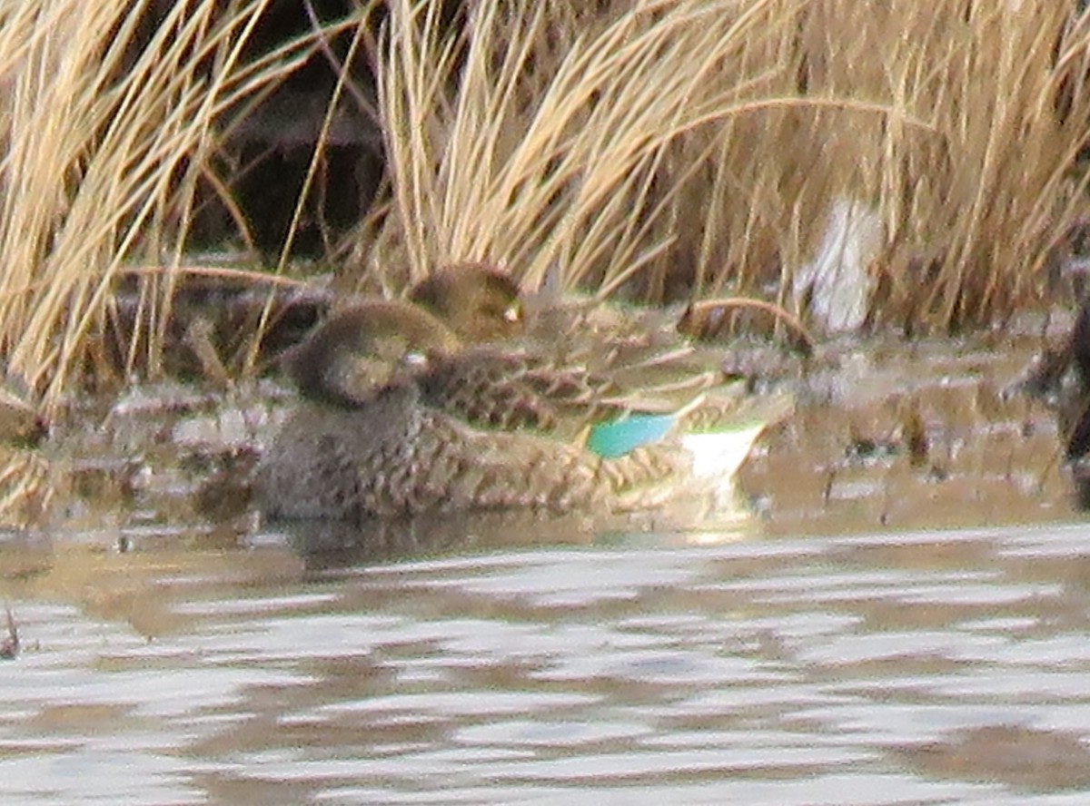 Sarcelle d'hiver - ML645996012